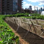 Developing an Urban Agriculture Business on Limited Land